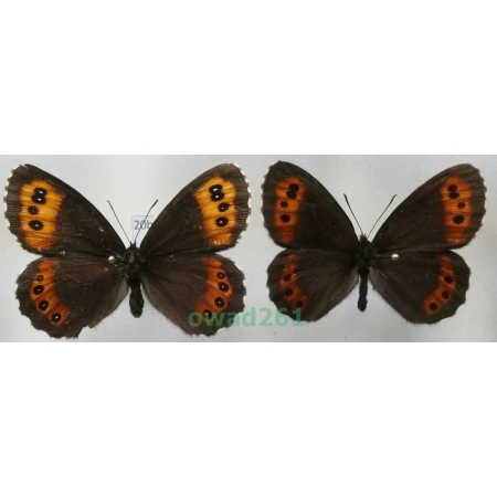 Erebia ligea (Linnaeus, 1758) pair Czech20b